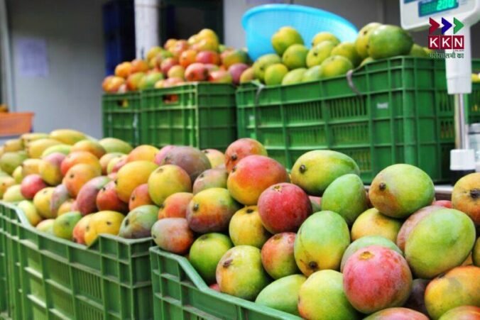 Revolutionizing Mango Cultivation in Bihar: Scientists Identify 23 Superior 'Biju' Mango Varieties