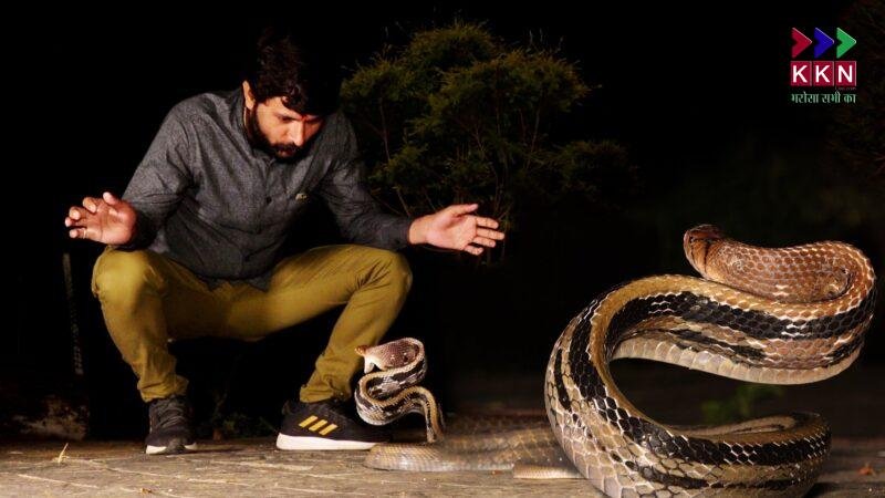 Cobra Bites Famous Snake Rescuer and YouTuber Murliwale Hausla in Jaunpur, Admitted to ICU