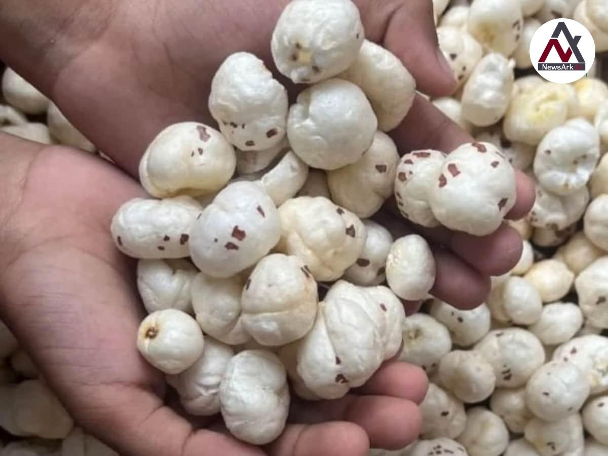 Bihar’s Makhana Industry Faces Setback as Trump Tariff Hikes Import Duty to 25%