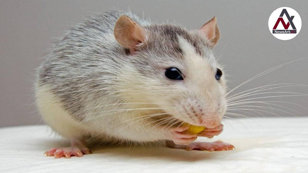 How to Get Rid of Rats Without Killing Them