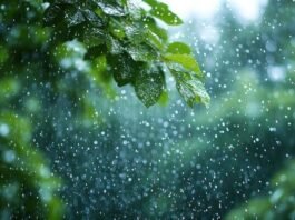 Monsoon Impact in Bihar: Weather Fluctuations, Rising Temperatures and Rain Warnings