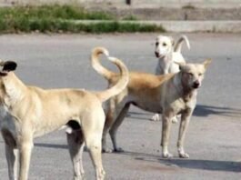 Supreme Court Order on Stray Dogs in Delhi NCR: Relief, Rules and Responsibilities