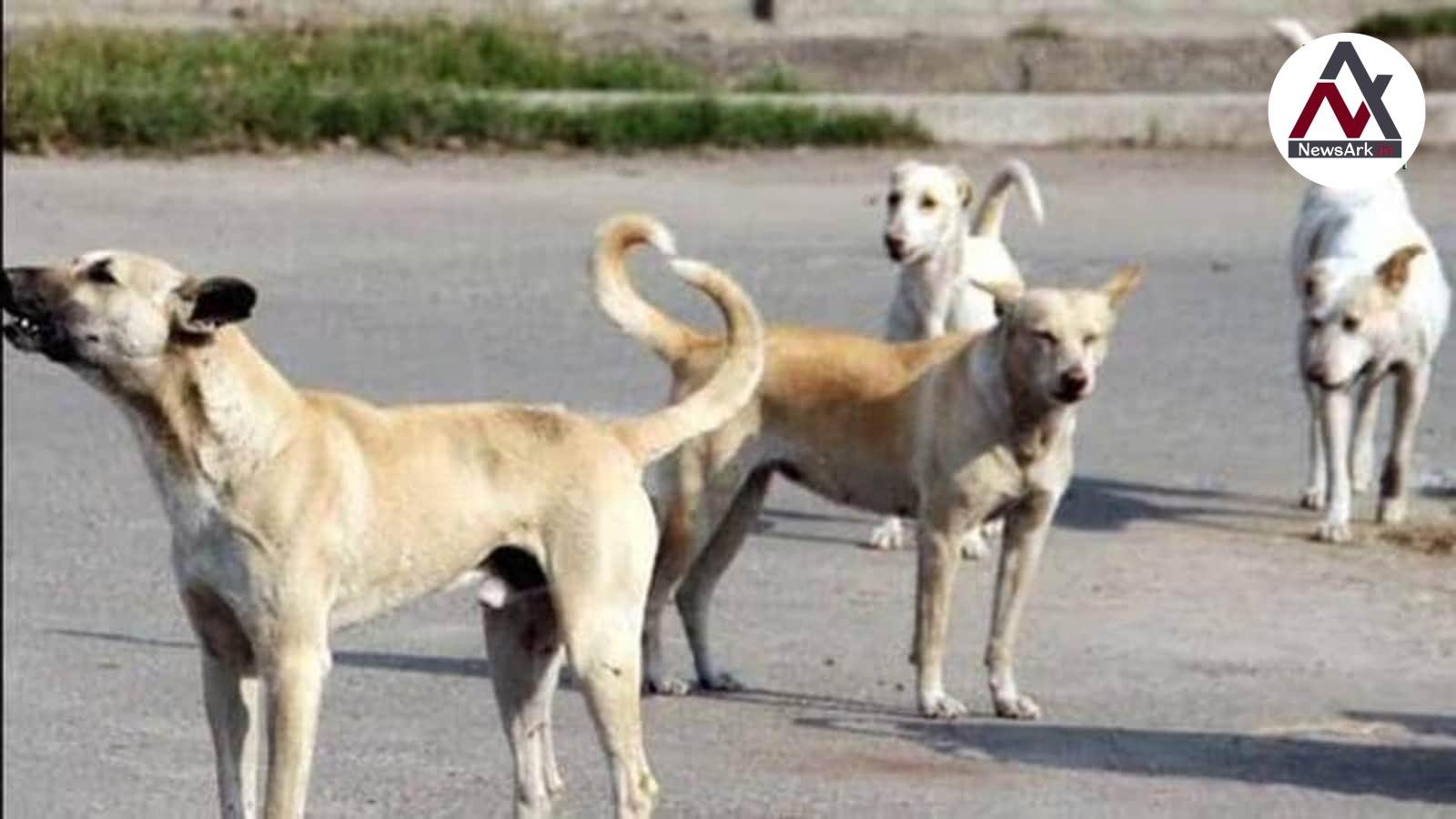 Supreme Court Orders Immediate Removal of Stray Dogs from Delhi-NCR Streets